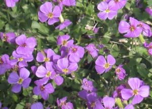 Small purple flowers.