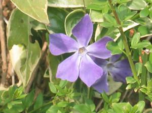 Blue flower with 5-fold symmetry.