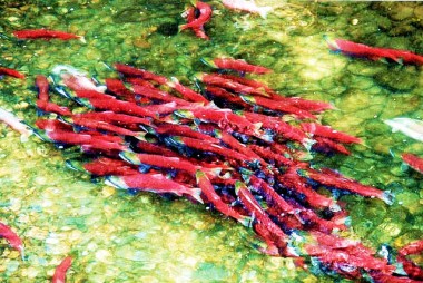 sockeye salmon migration